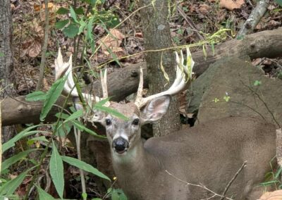 Messenger creation DFA654CE 30BD 40A6 A987 252809CEDAED